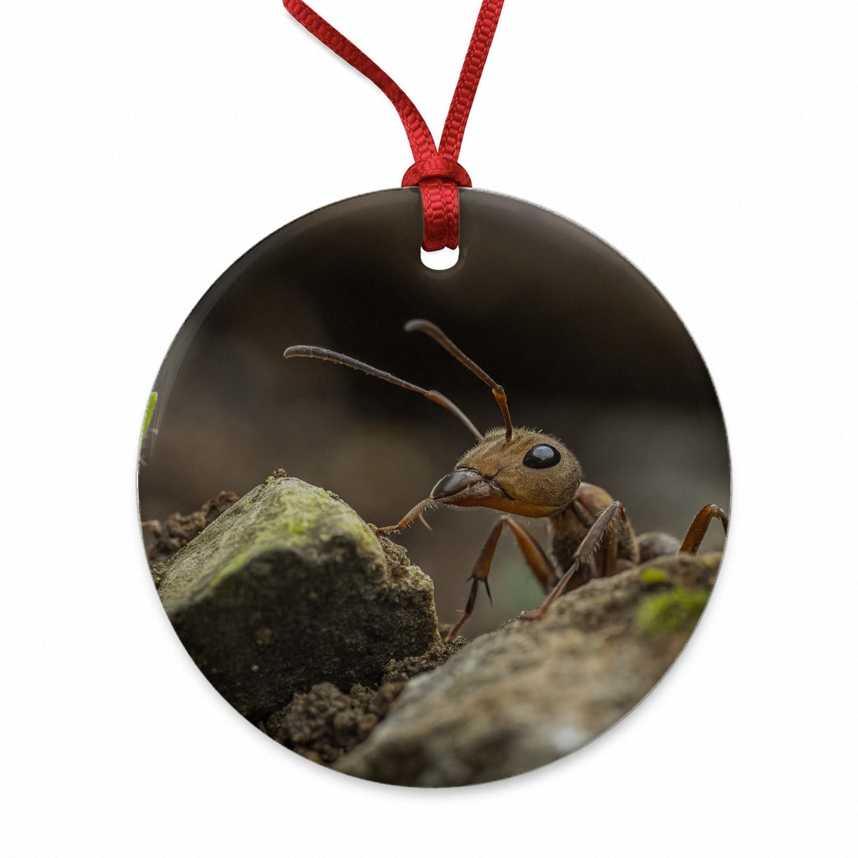 Ant Insect Nature Photo Round Ceramic Holiday Christmas Tree Ornament